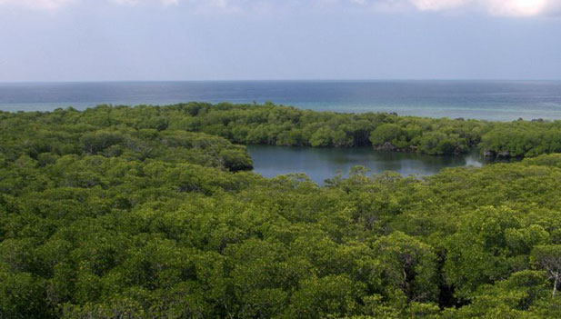 mangrove bird habitat