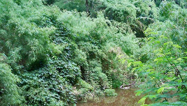 bamboo_thickets_bird Habitat