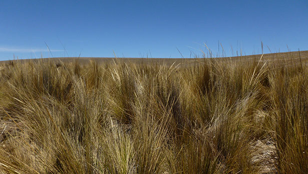 puna grassland bird habitat