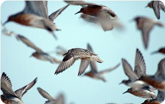 aves-migratorias-boreales