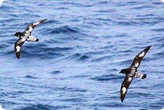 pelagic migrants_peru birds