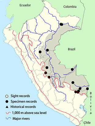 Epaulet Oriole (Icterus cayanensis)