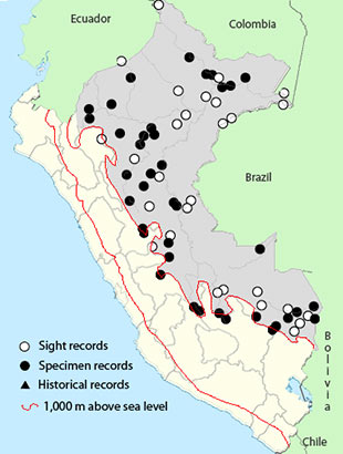 Crested Oropendola - Psarocolius decumanus