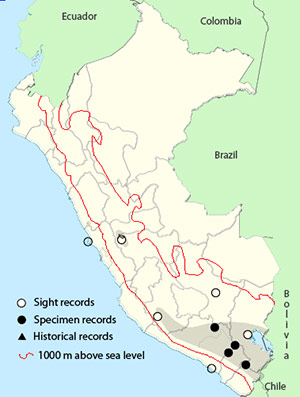 Andean Avocet
