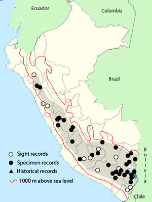 Grey-breasted Seedsnipe- Thinocorus orbignyianus