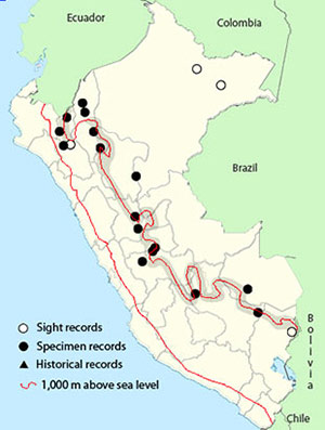 oilbird - Steatornis caripensis