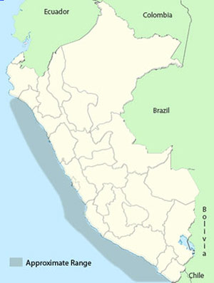 peruvian diving-petrel 