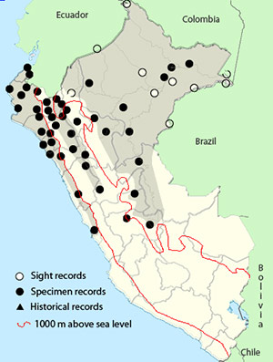 Tropical Gnatcatcher