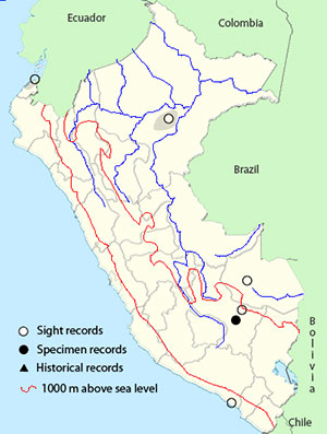 Pato-Silbón de Vientre Negro