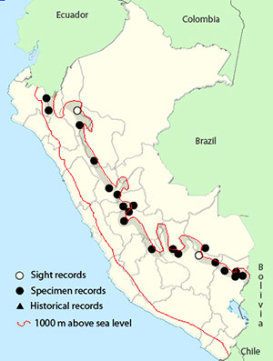 Andean Motmot