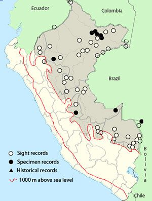 Greater Yellow-headed Vulture