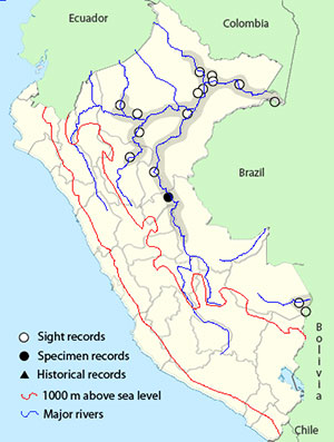 Lesser Yellow-headed Vulture