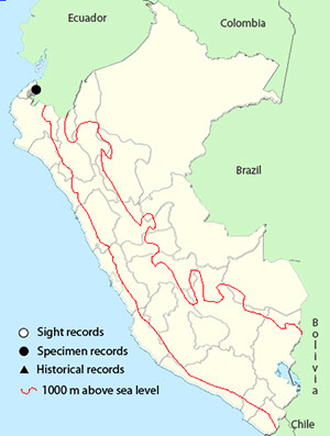 rufous-headed_chachalaca