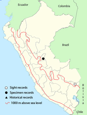 sira_curassow