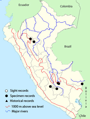 white-eared puffbird