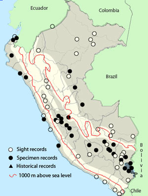 black-crowned night-heron