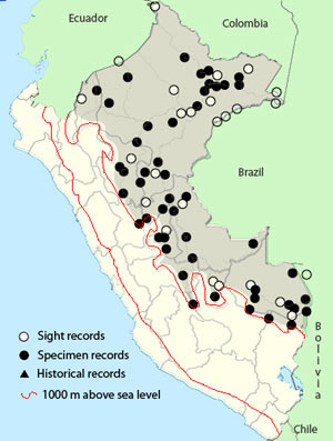 black-fronted nunbird