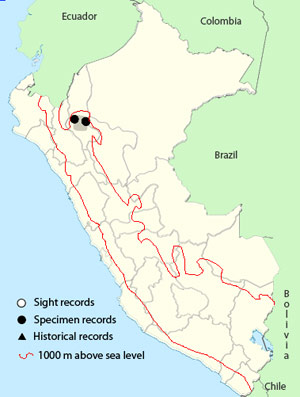 Ochre-fronted antpitta