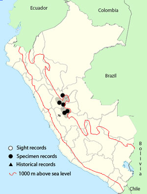 bay antpitta