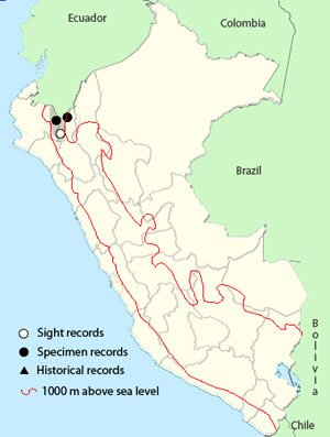 chestnut-naped antpitta