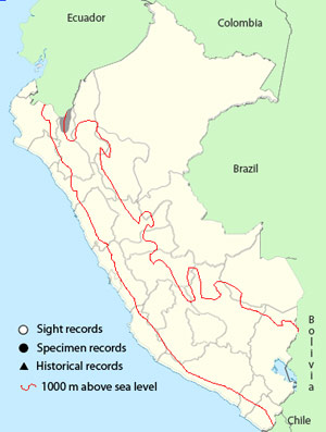 jocotoco antpitta