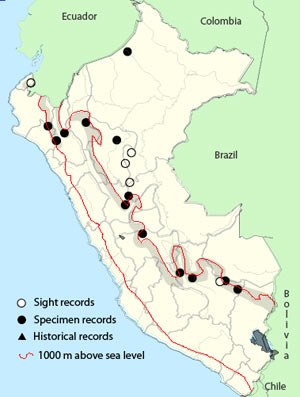 scaled antpitta
