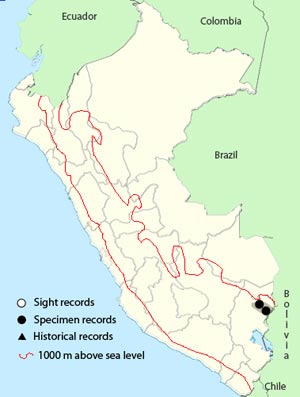 hooded_mountain toucan