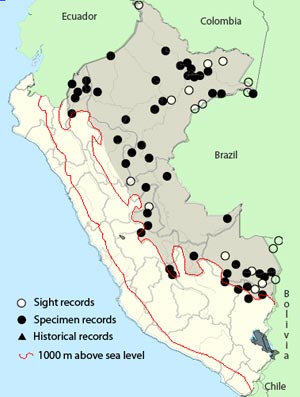 lemon-throated barbet