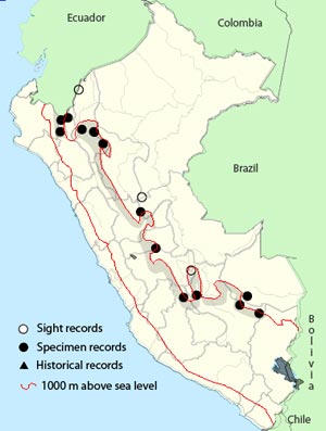 rufous-breasted-antthrush