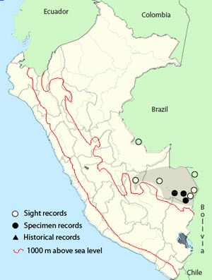 rufous-fronted-antthrush