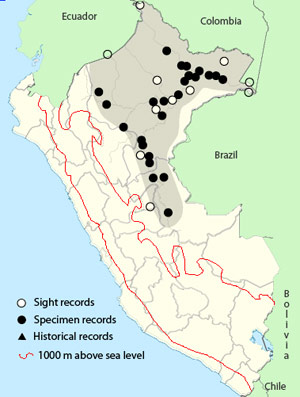 scarlet-crowned barbet
