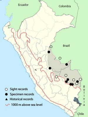 scarlet-hooded barbet