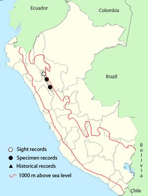 yellow-browed toucanet