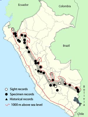 crimson-mantled woodpecker