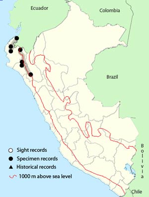 guayaquil woodpecker
