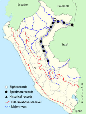 plain-breasted piculet