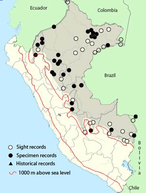 scale-breasted woodpecker