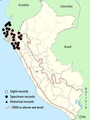 scarlet-backed woodpecker