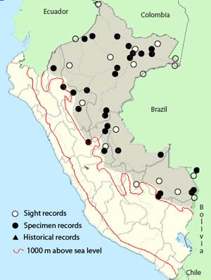 spot-breasted woodpecker