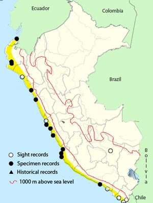 semipalmated_sandpiper