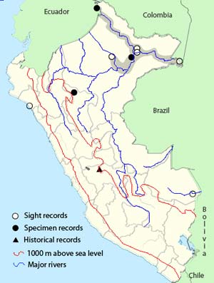 south_american_snipe