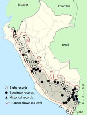 Caracara Cordillerano