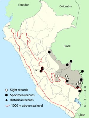 black-capped-parakeet