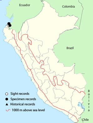 bronze-winged parrot