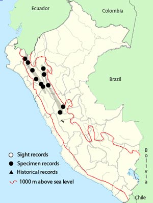 curve-billed_tinamou