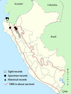 ecuadorian ground-dove