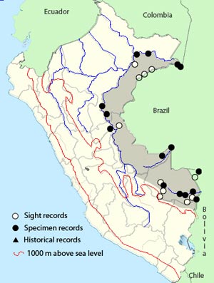 white-bellied parrot