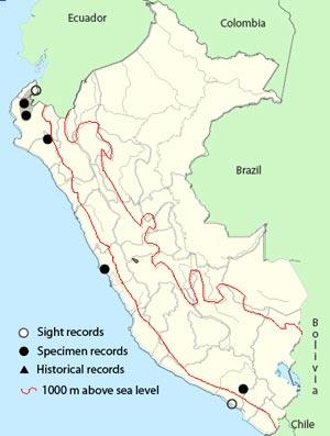 gray-capped cuckoo