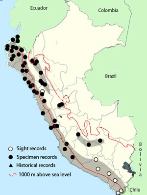 peruvian-pygmy-owl