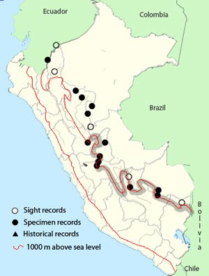 vermiculated_screech-owl